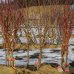 Broskyňa obyčajná (Prunus persica) ´REDHAVEN´ stredne skorá 160-180 cm - voľnokorenná